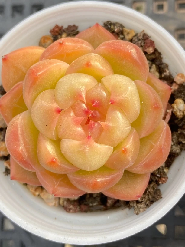 4号链接新店开业多肉福利框(1007）