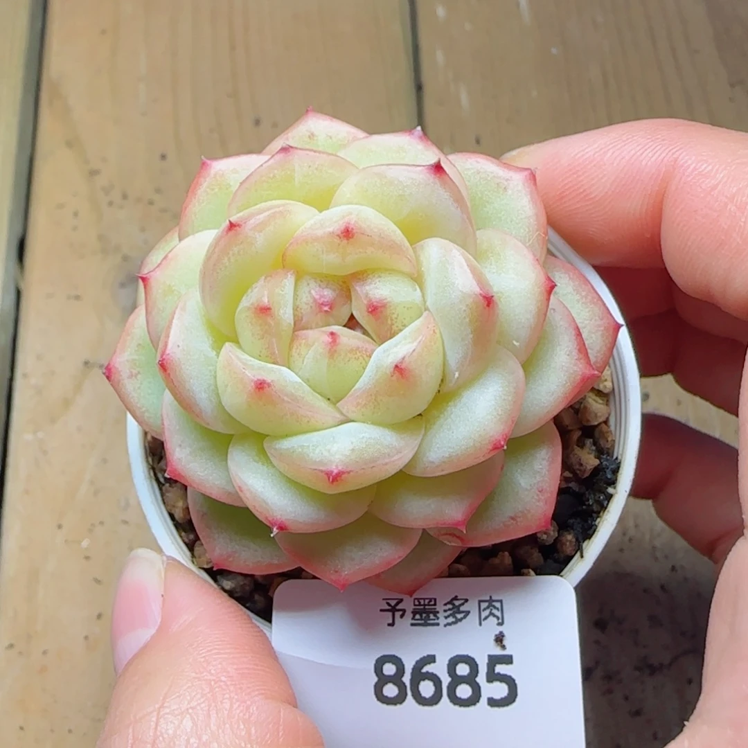 雪柠美人，8685多肉植物