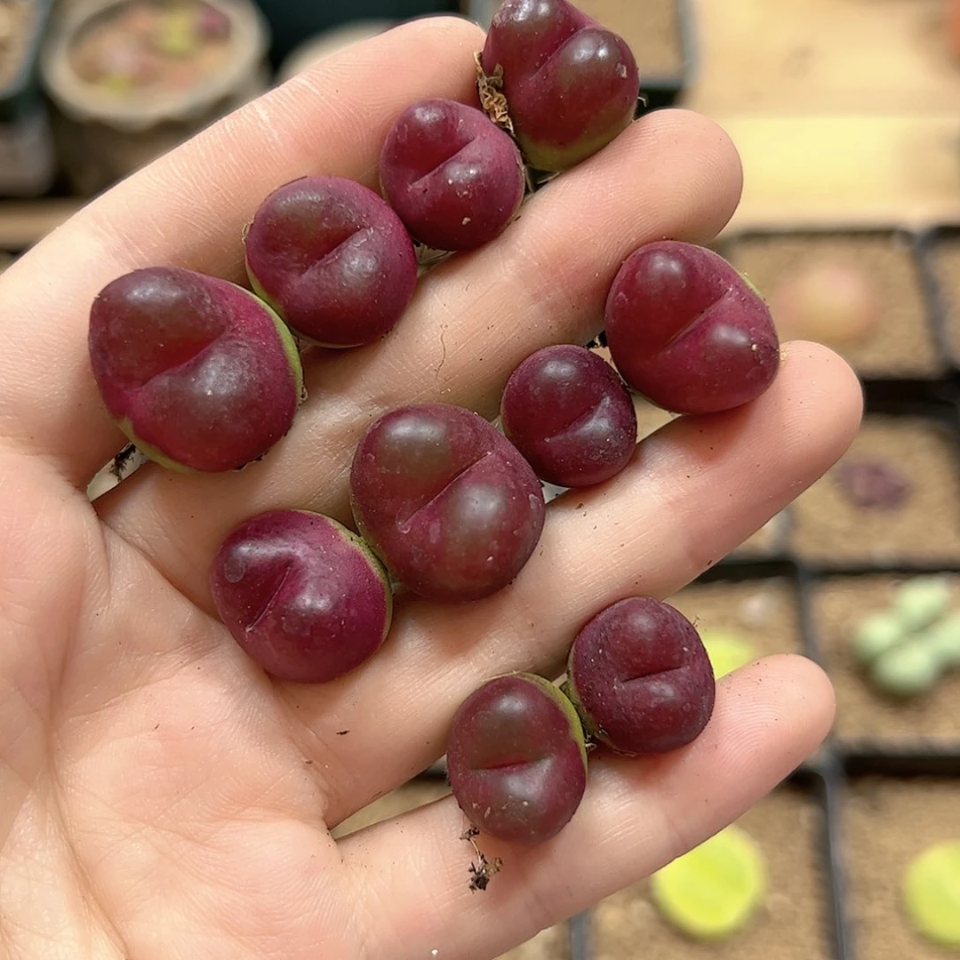 【闪购商品】254 吕