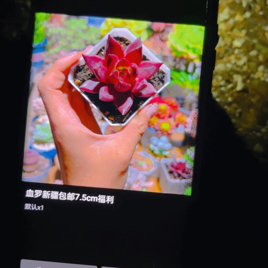 双***双血罗新疆包邮7.5cm