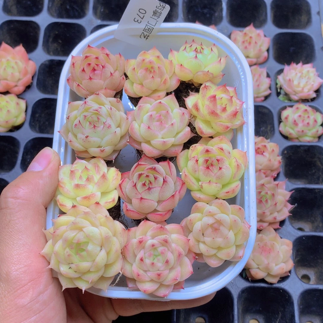 我要去看你了啊我073