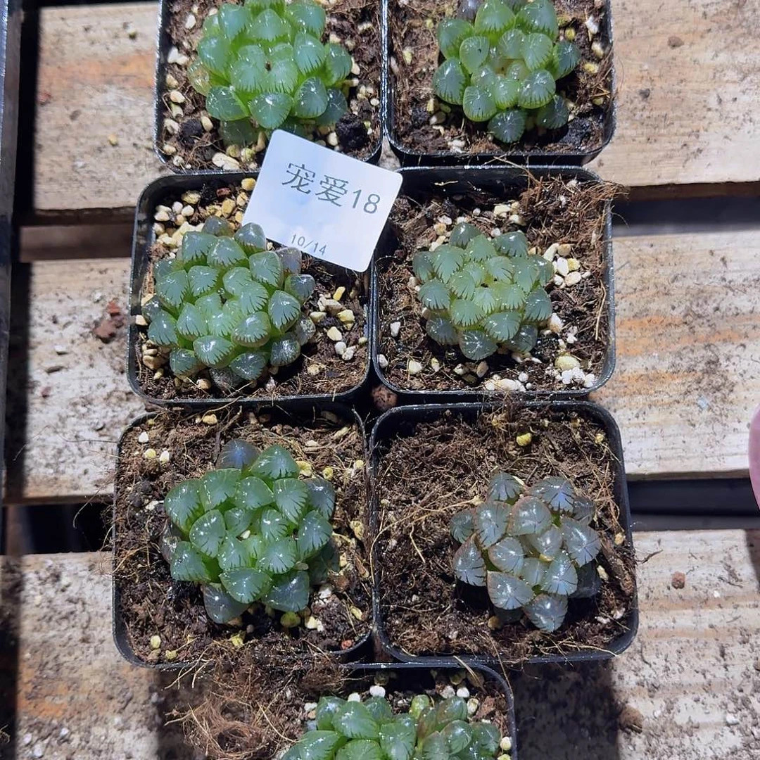 直播福利一物一拍18