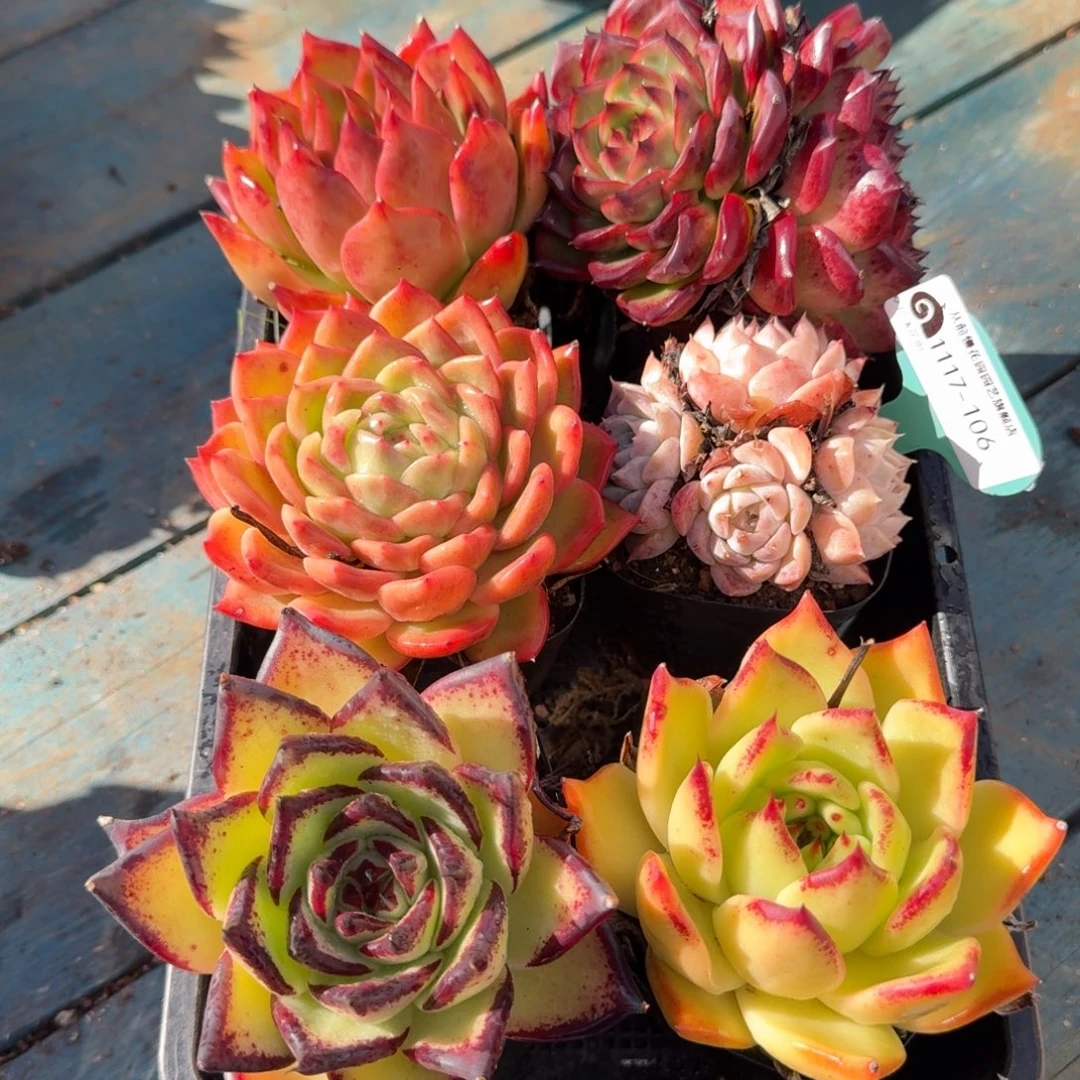 从前慢多肉精选编号1117.106