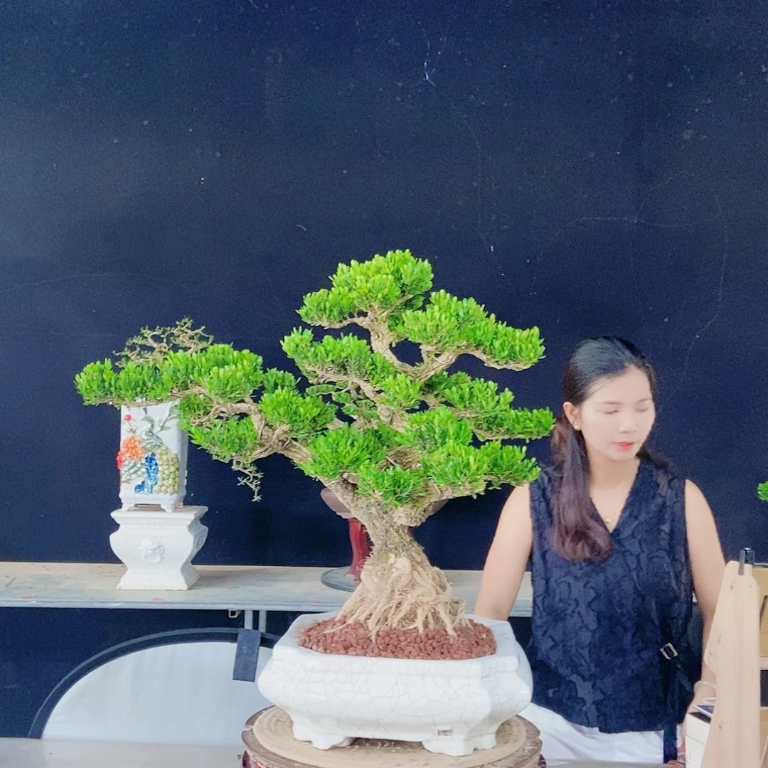 当前无花朵，栽培后可花朵