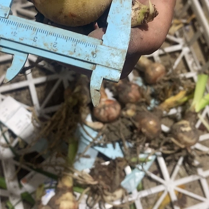十二单衣朱顶红日本朱4.5开花规格
