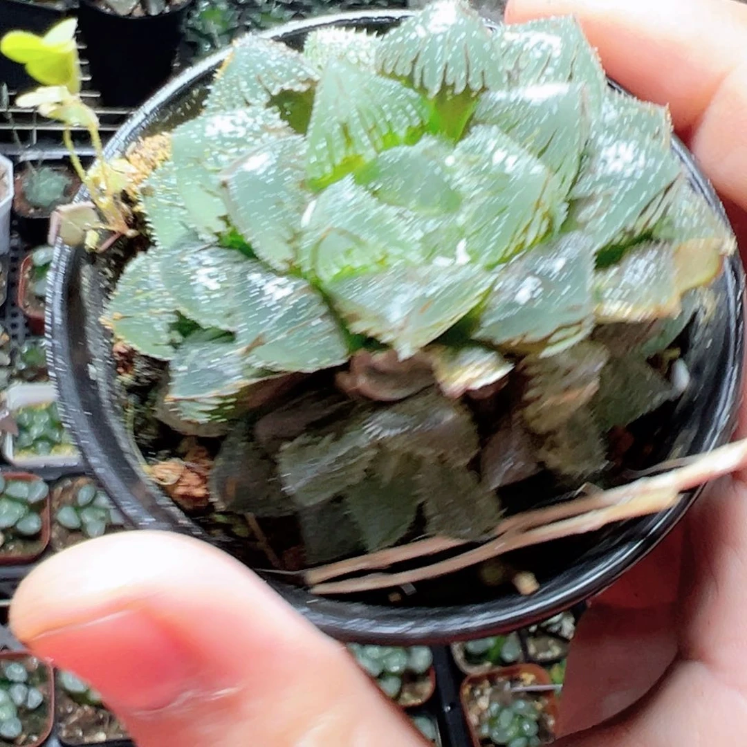 时***61487多肉植物，