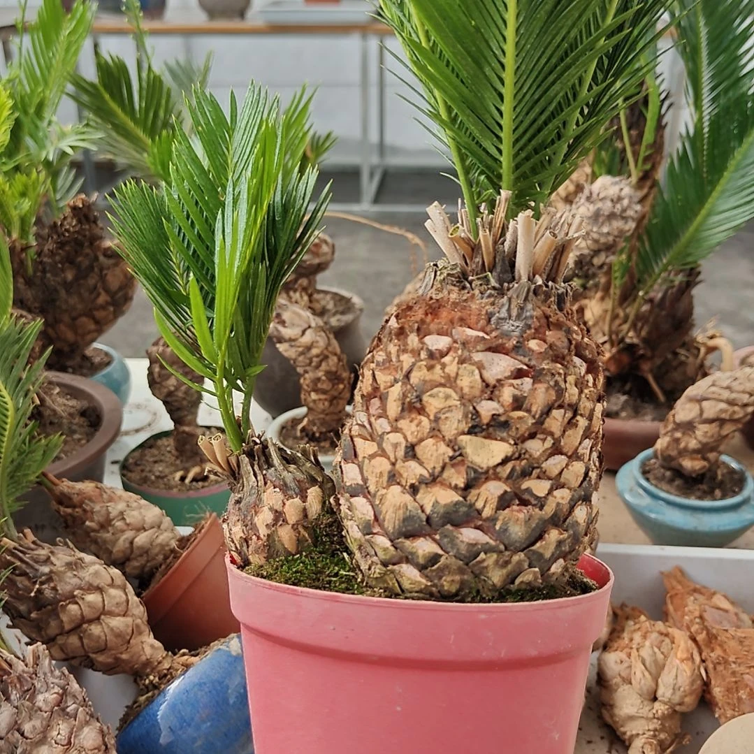 机***者无花朵白鳞铁盆景基地