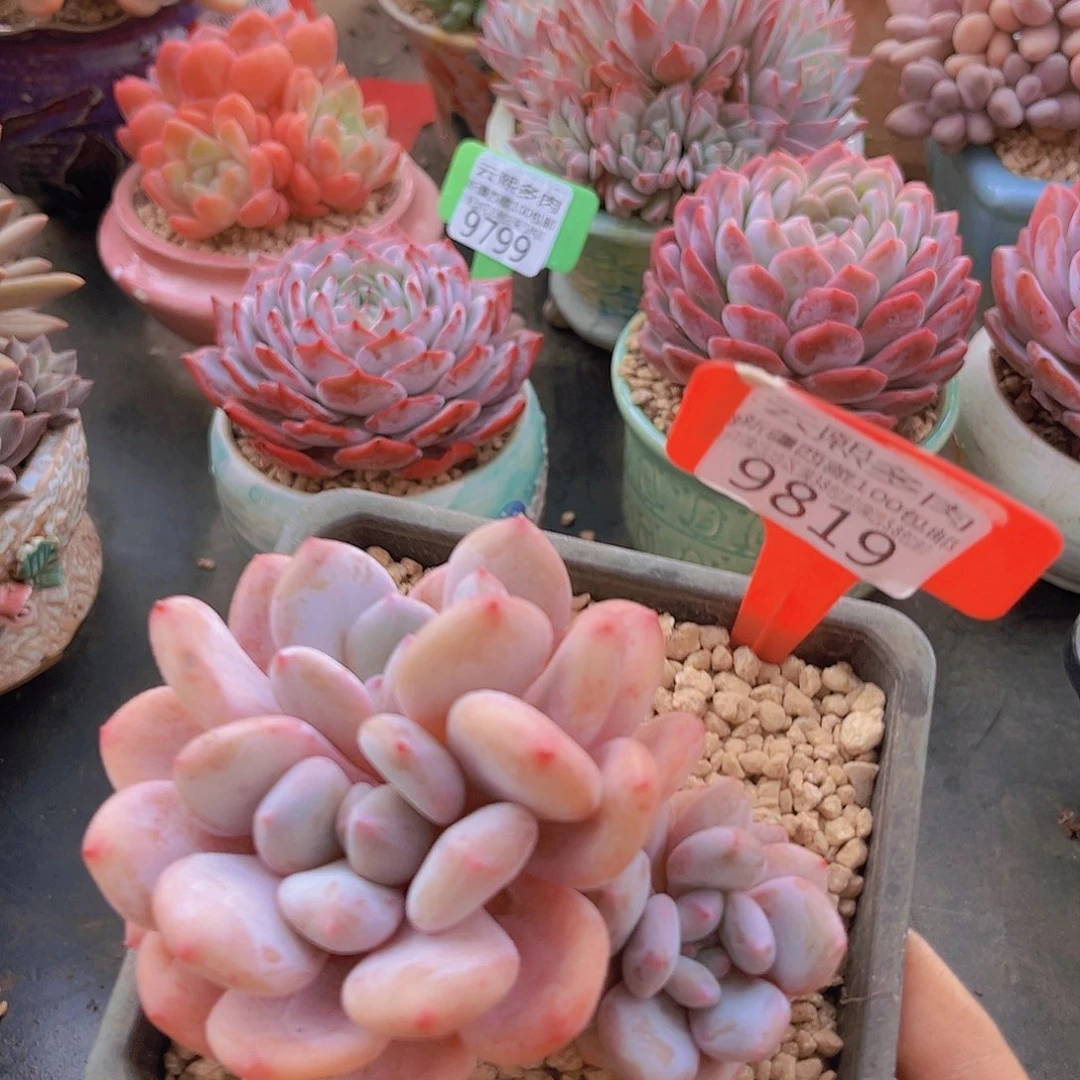 9819雪桃多肉植物