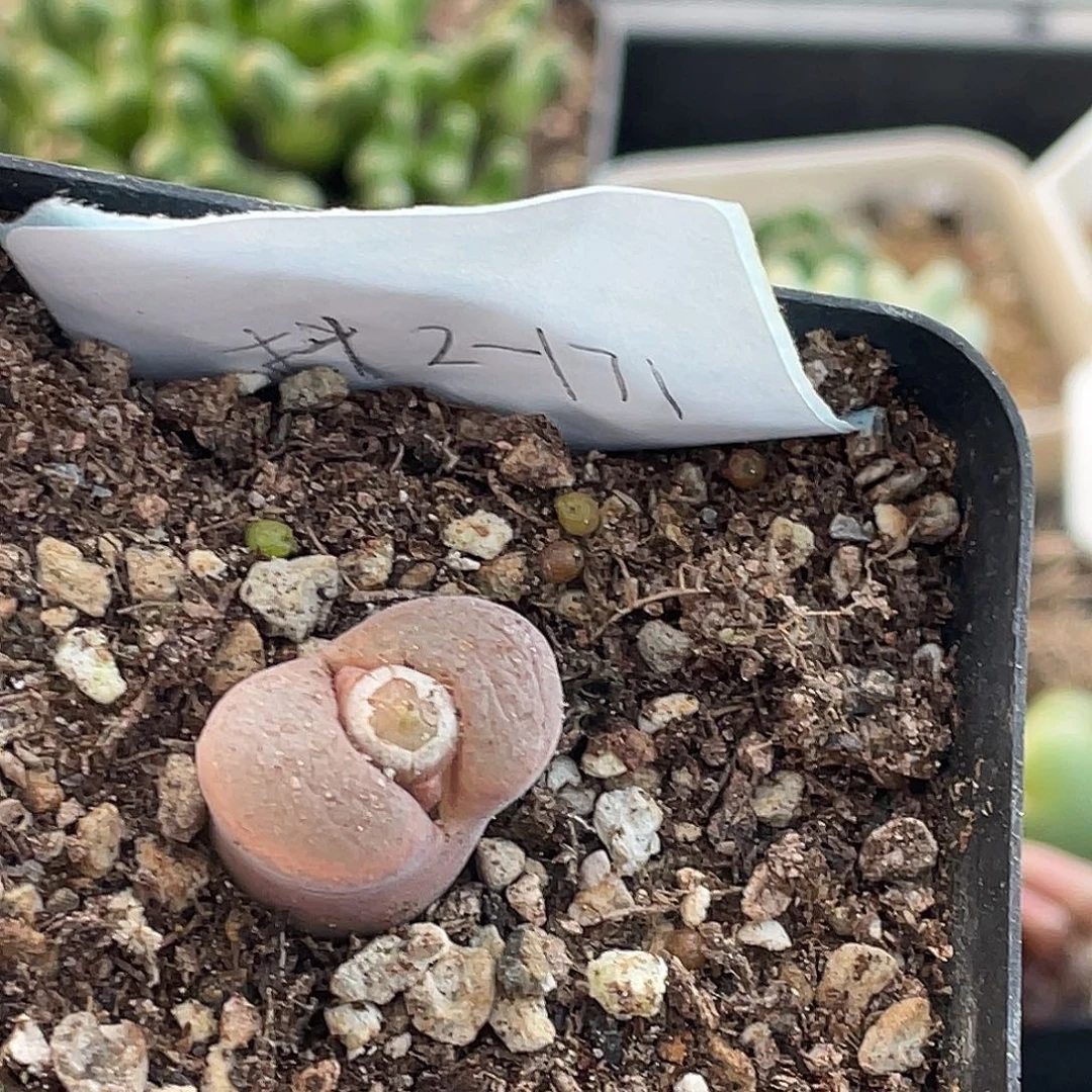 是***～2-171肉锥多肉植物