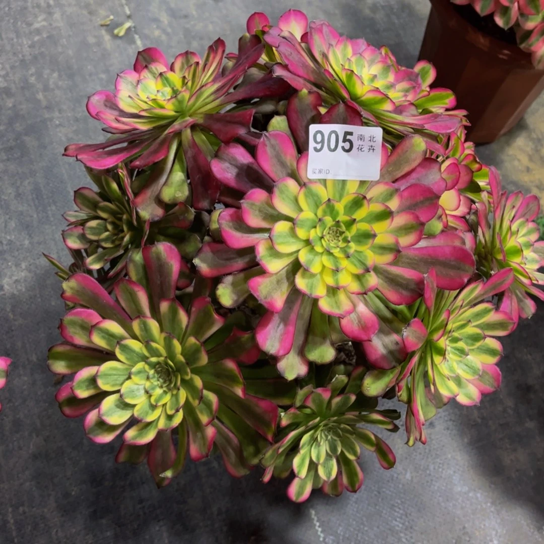 多肉舞天姬000000905