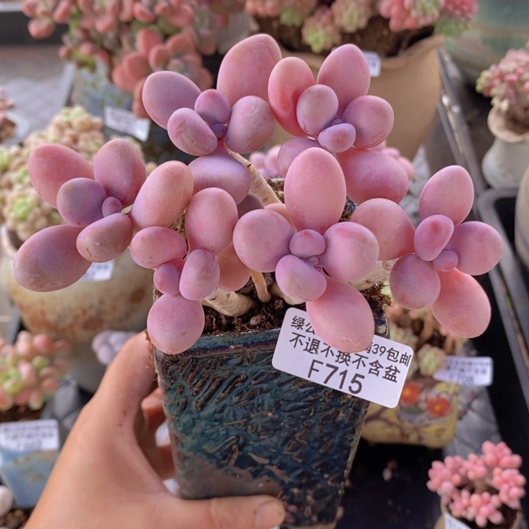 糖果桃蛋老桩11cm715多肉植物