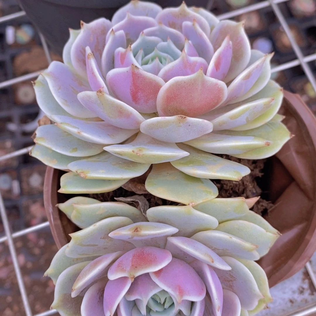 露娜莲双头起发老桩
