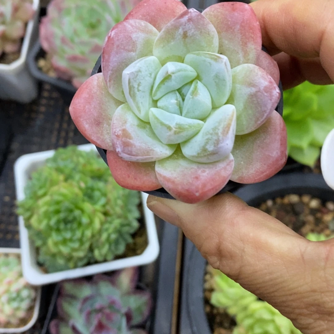 精品多肉一物一拍不包整142