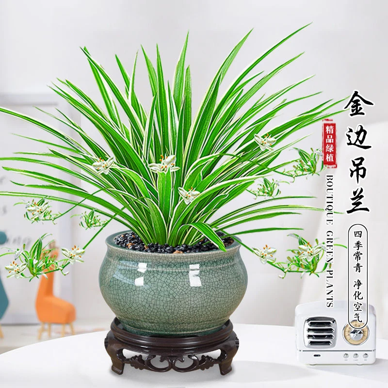 金边吊兰室内招财懒人水培土培办公桌立式空调四季净化空气盆栽