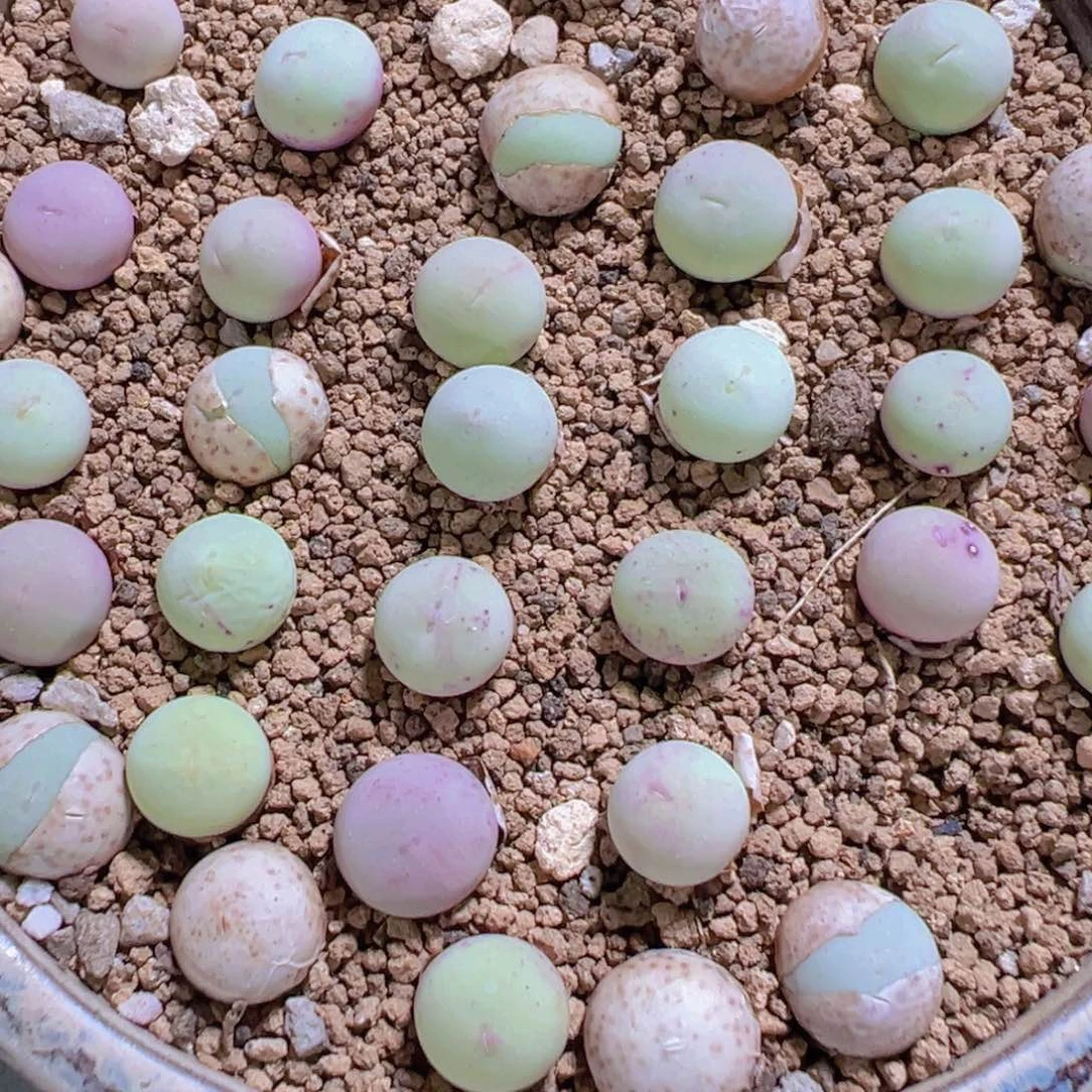 量拍鸽子蛋5颗，尺寸0.8-1.1