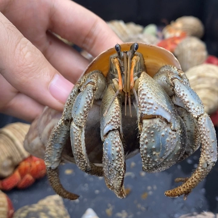 4.5口巨无霸凹足一只