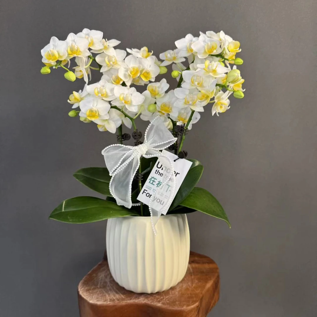 【小水仙】欧品白花黄芯蝴蝶兰丰花耐开耐摆有花有花苞室内花卉