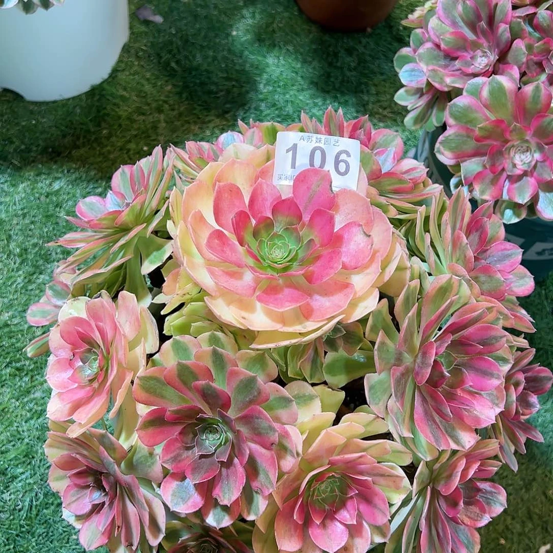 无花朵106雨荷法师