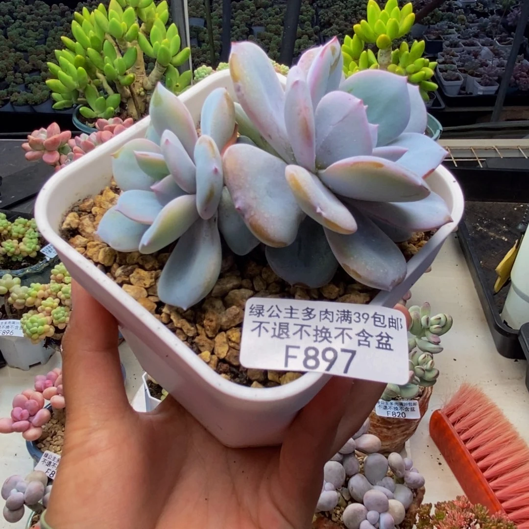 897丸叶奶茶多肉8c m
