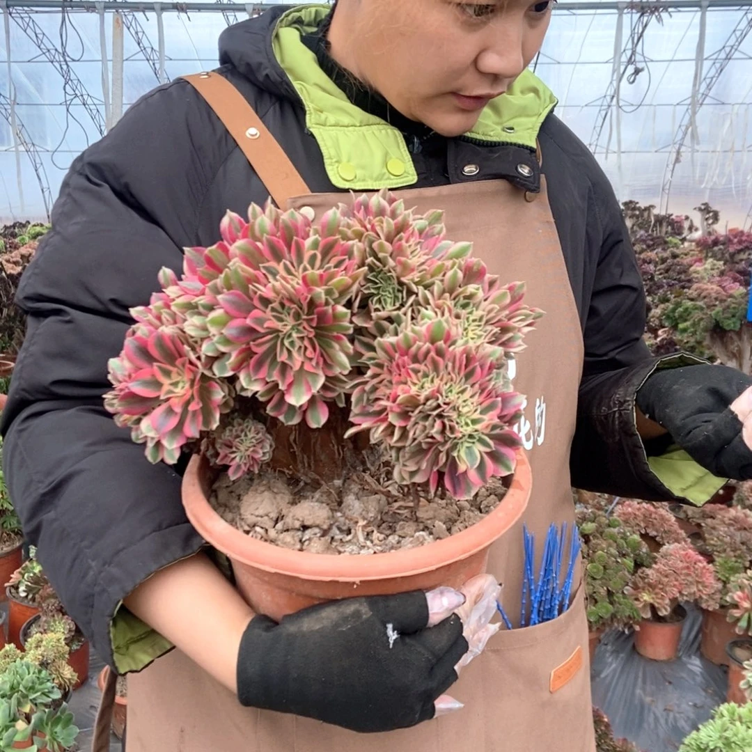 爱***儿873女巫缀化老桩老桩