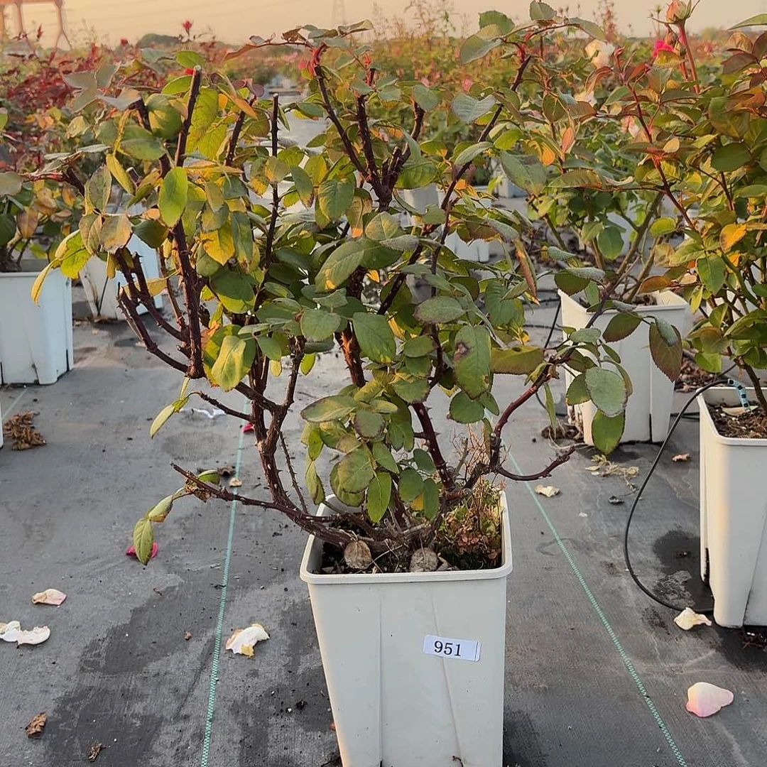 当前无花朵，栽培后可花朵951