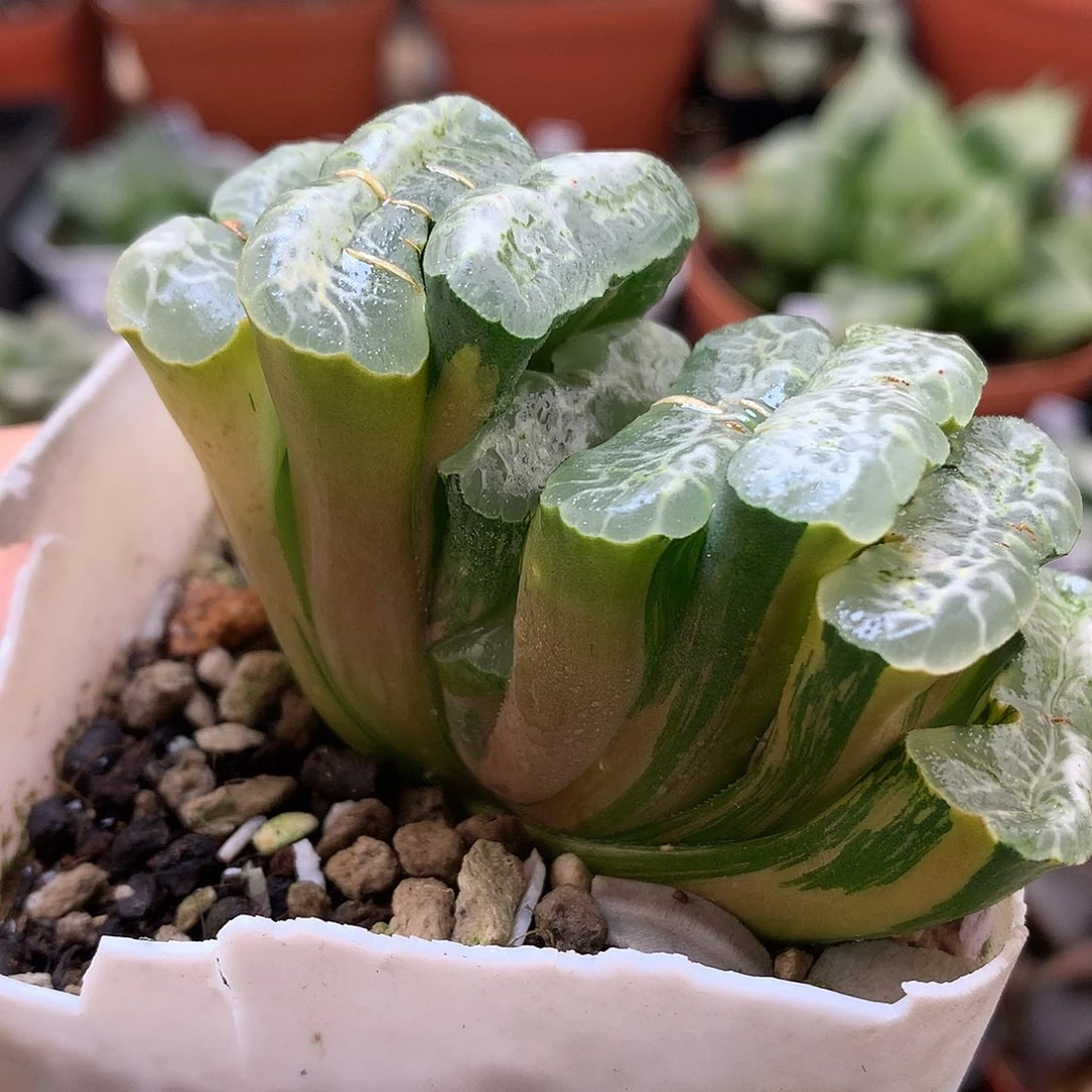 长乐玉扇锦大很土