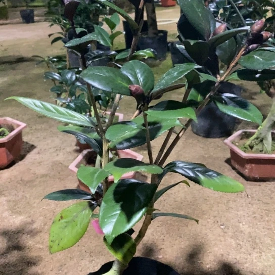 当前无花栽培后可以开花