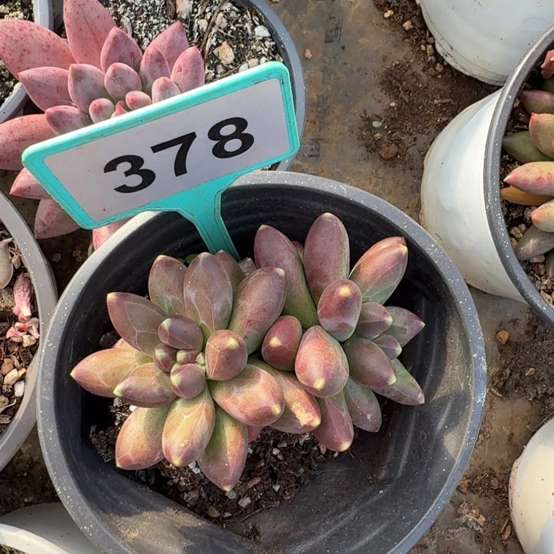 千代田一物一拍378