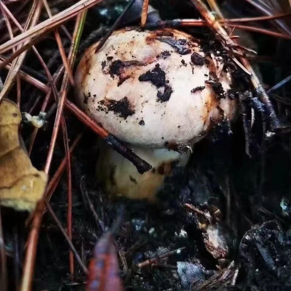 【顺丰空运】香格里拉松茸新鲜下山野生菌子