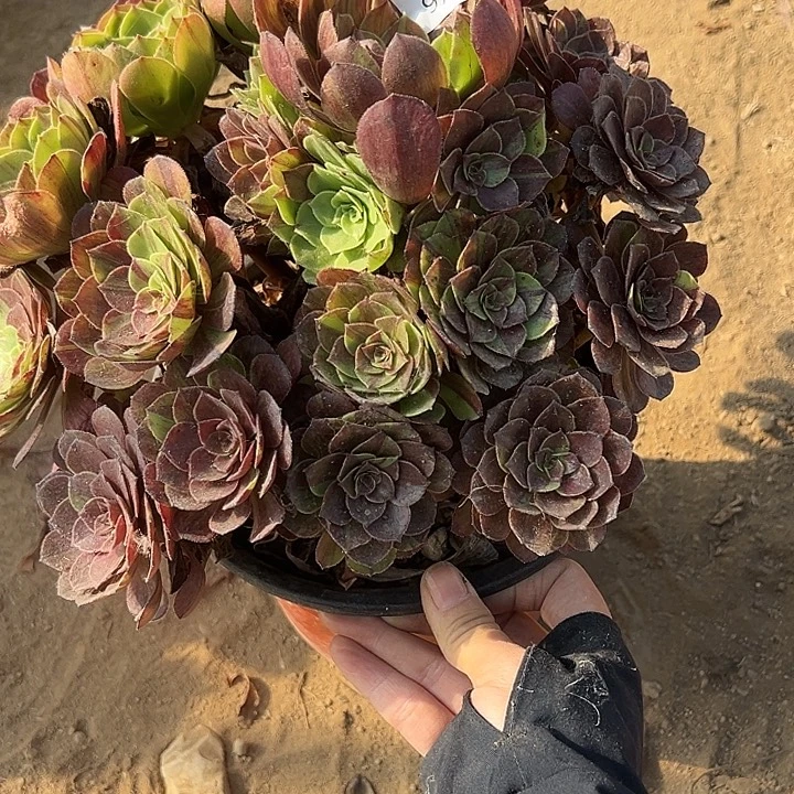 9.25-28花月夜多肉植物4