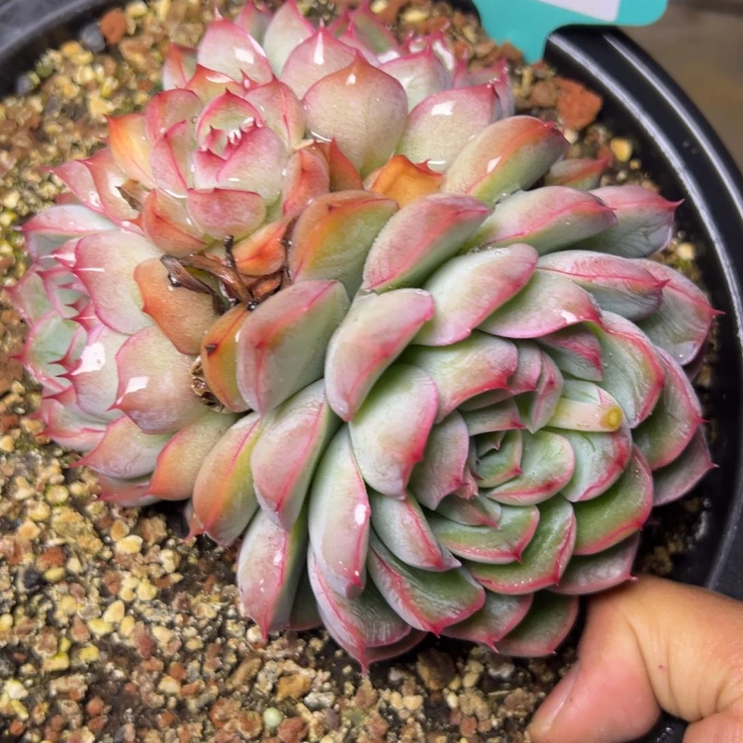 要****?1825多肉多的多的多多