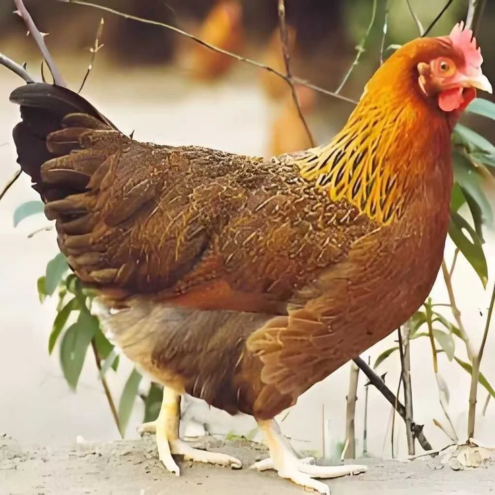 散养清远鸡净重3.5斤左右下单现杀真空包装