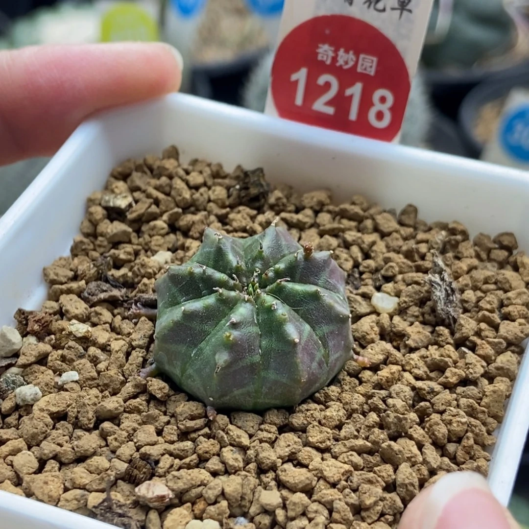 实生紫体法丽达2.5cm