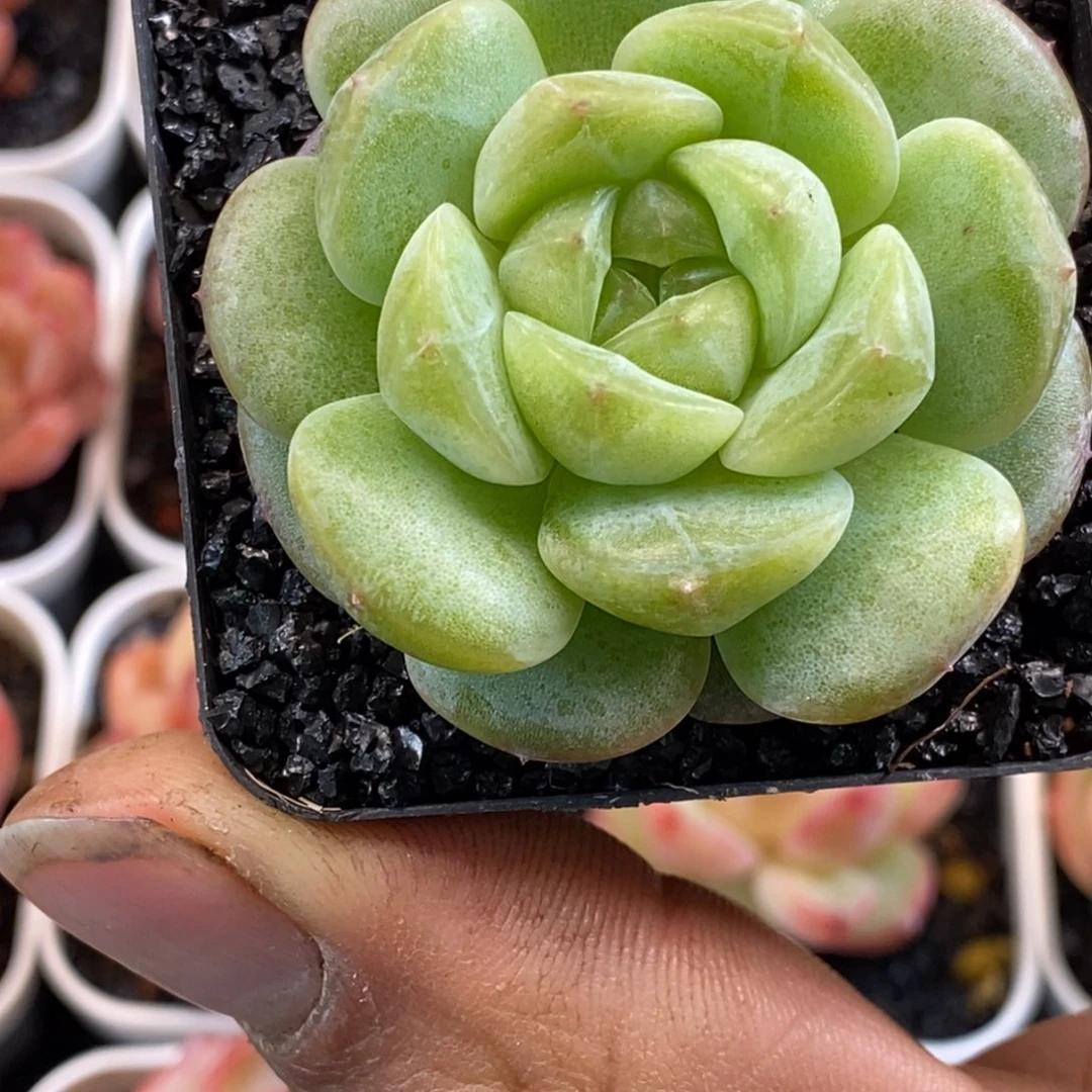 天官赐福百无禁忌