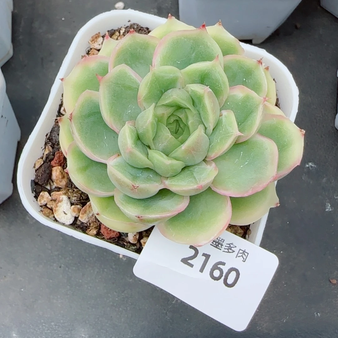 水晶虾饺，2160多肉植物