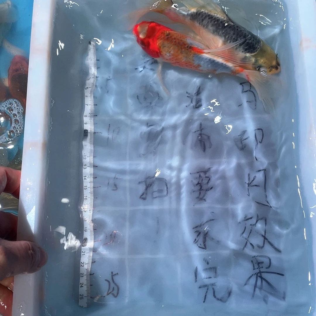蝴蝶鲤渔场直发46
