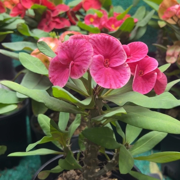 泰品扦插一物一拍