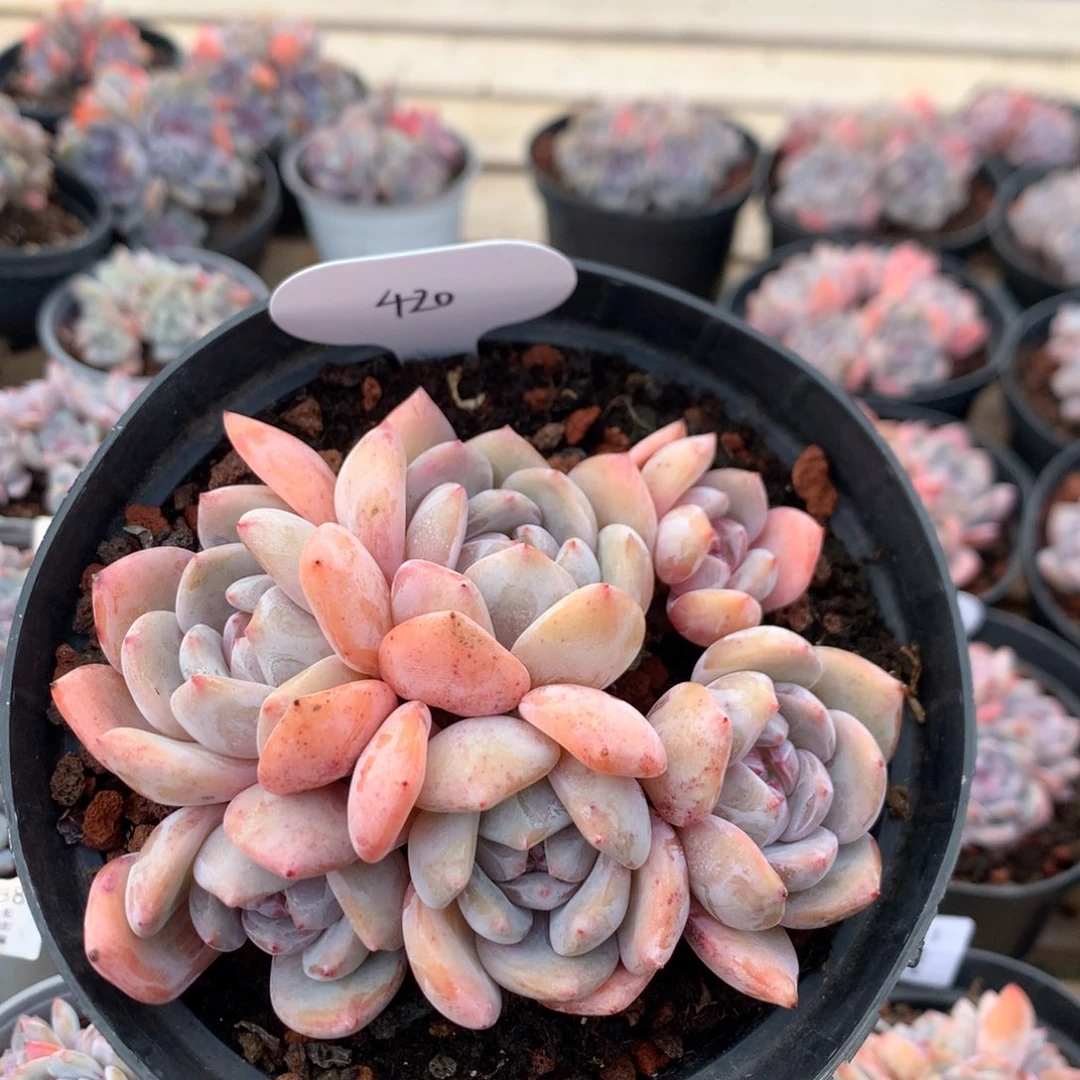 13厘米六头黄底石榴籽 无砍 平头 420