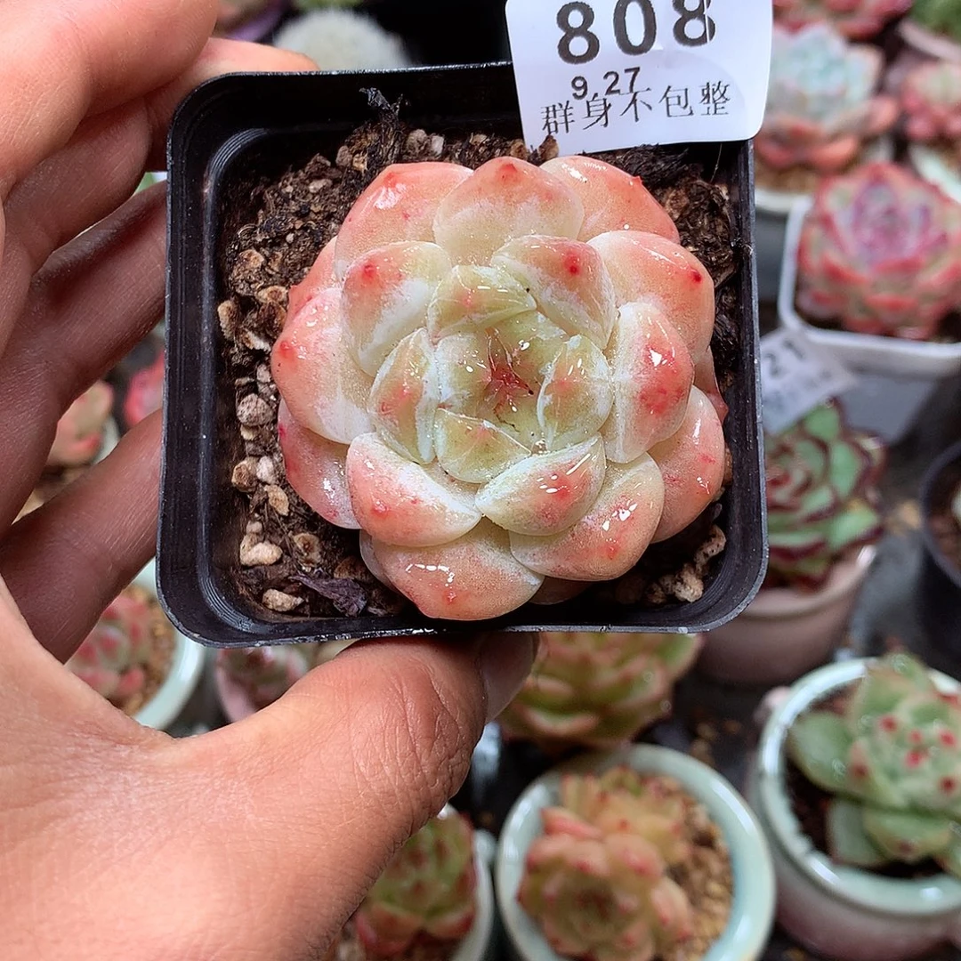 精控拇指盆9.27808
