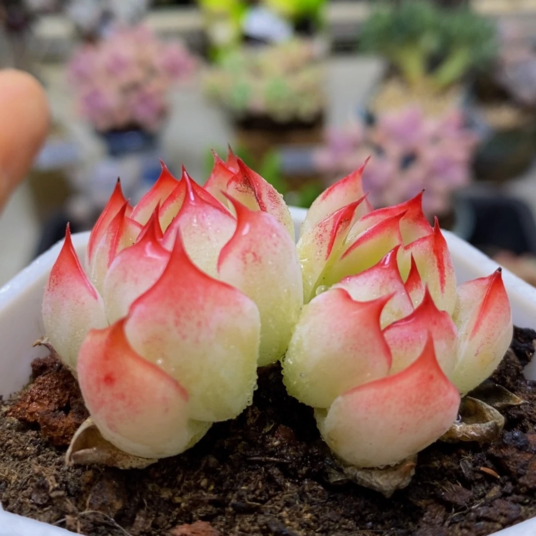 290 白底海棠5 厘米