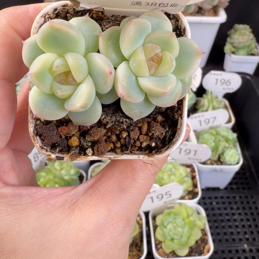 珍妮双头u28系列199号