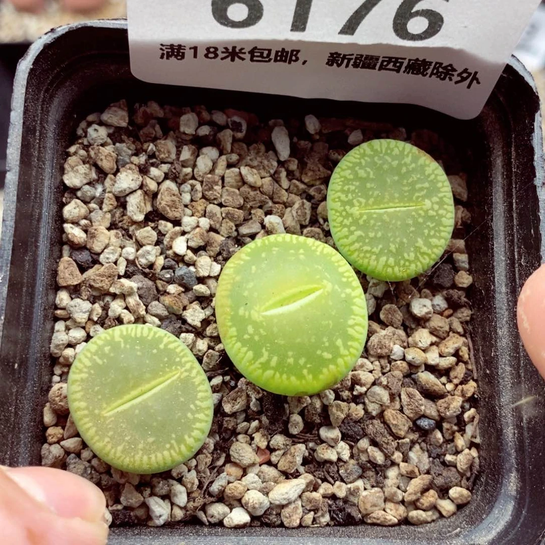 6176                。