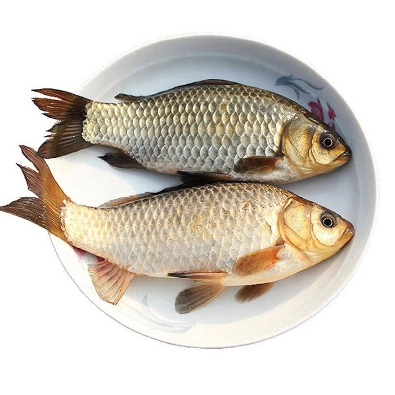 小号野鲫鱼-拍8送1-到手9斤多-冰鲜发出（5-8/斤-保鲜不保活）