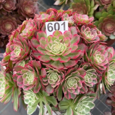 601莲花20厘米左右