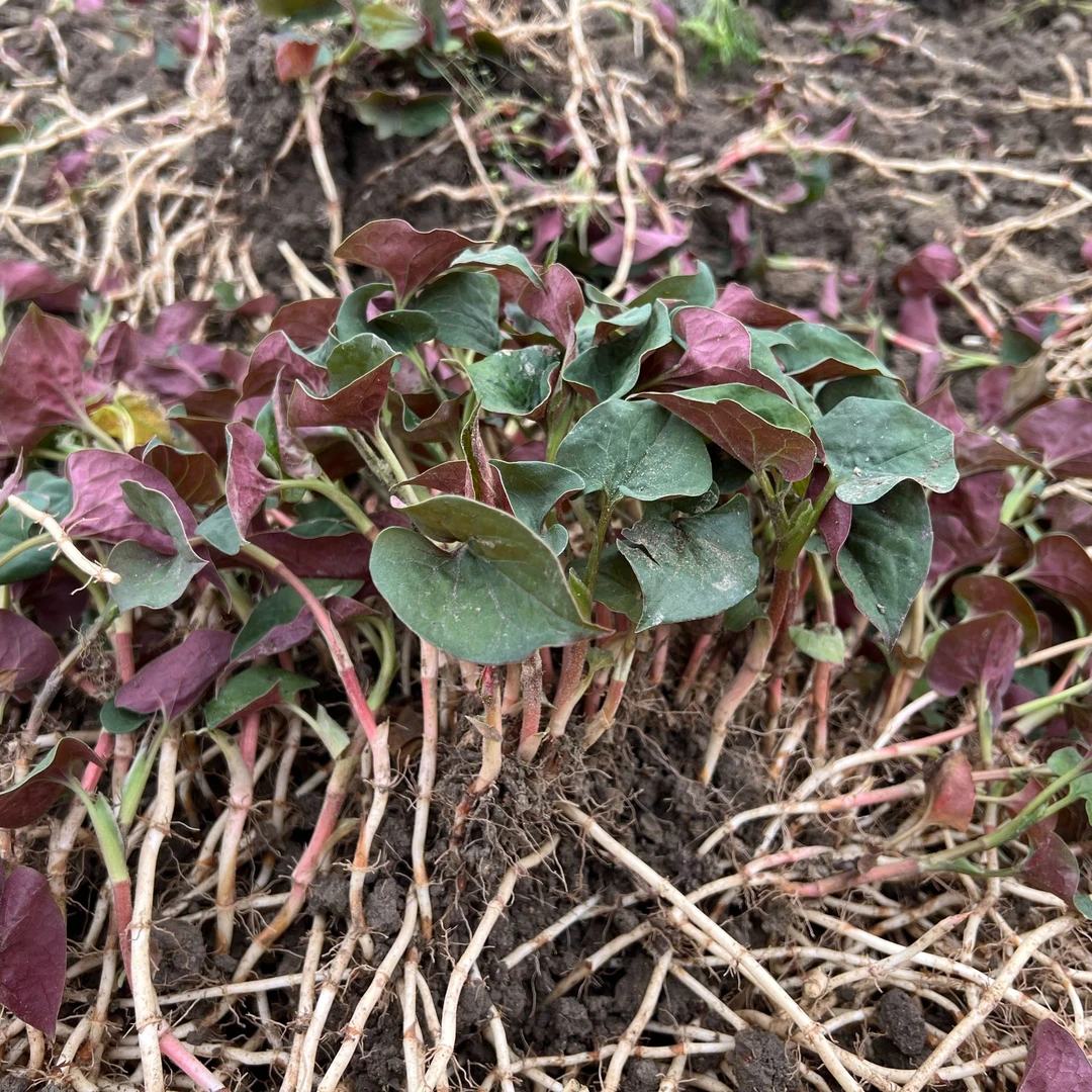 【每天现挖-坏单包赔】四川折耳根带叶鱼腥草应季蔬菜新鲜蔬菜
