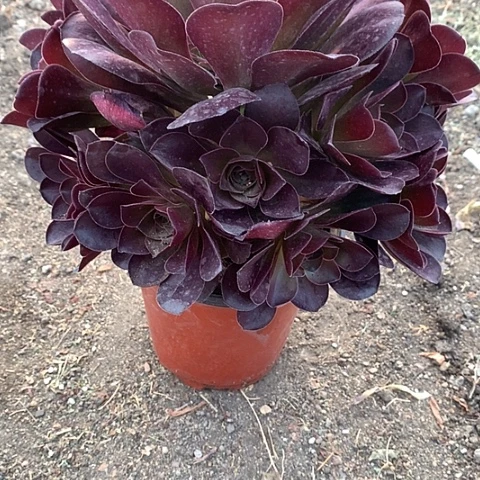 326魅金多肉植物