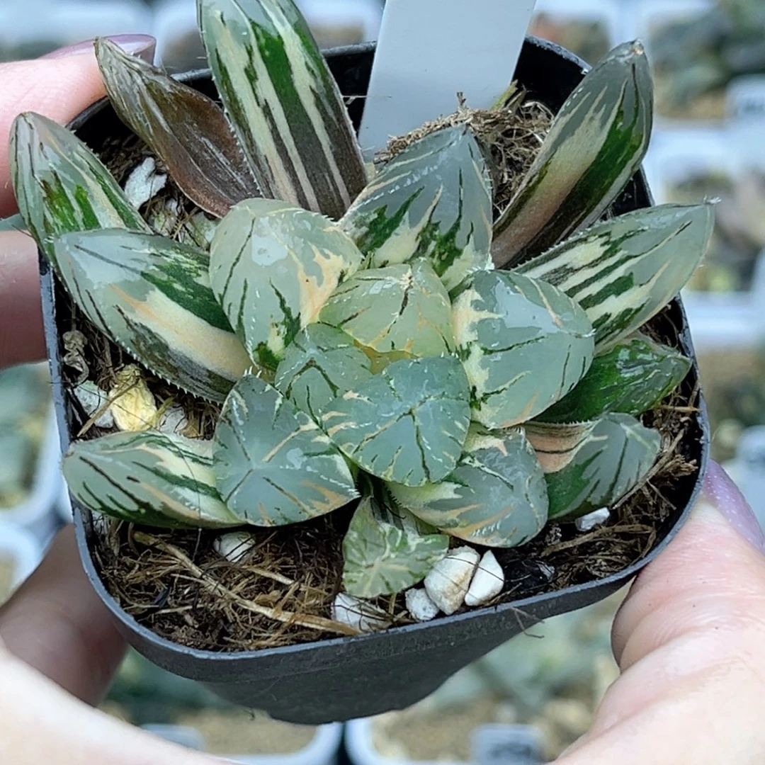 88巨大化OH玉露锦福利专场