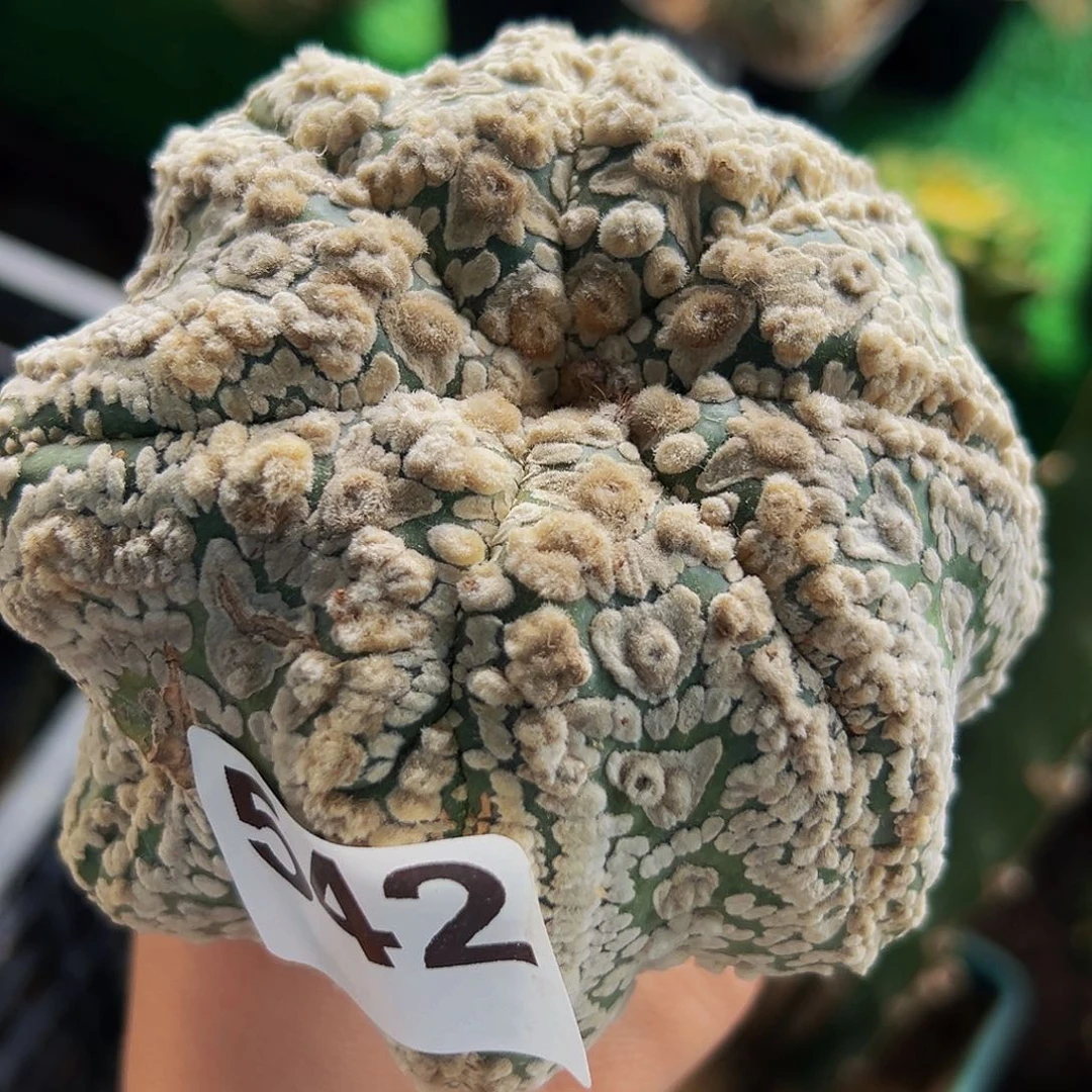 无花朵福利浓白海星兜微瑕疵542