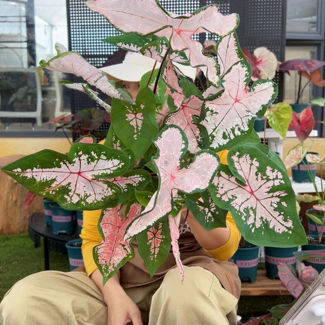 无花朵0017多叶粉色飞溅