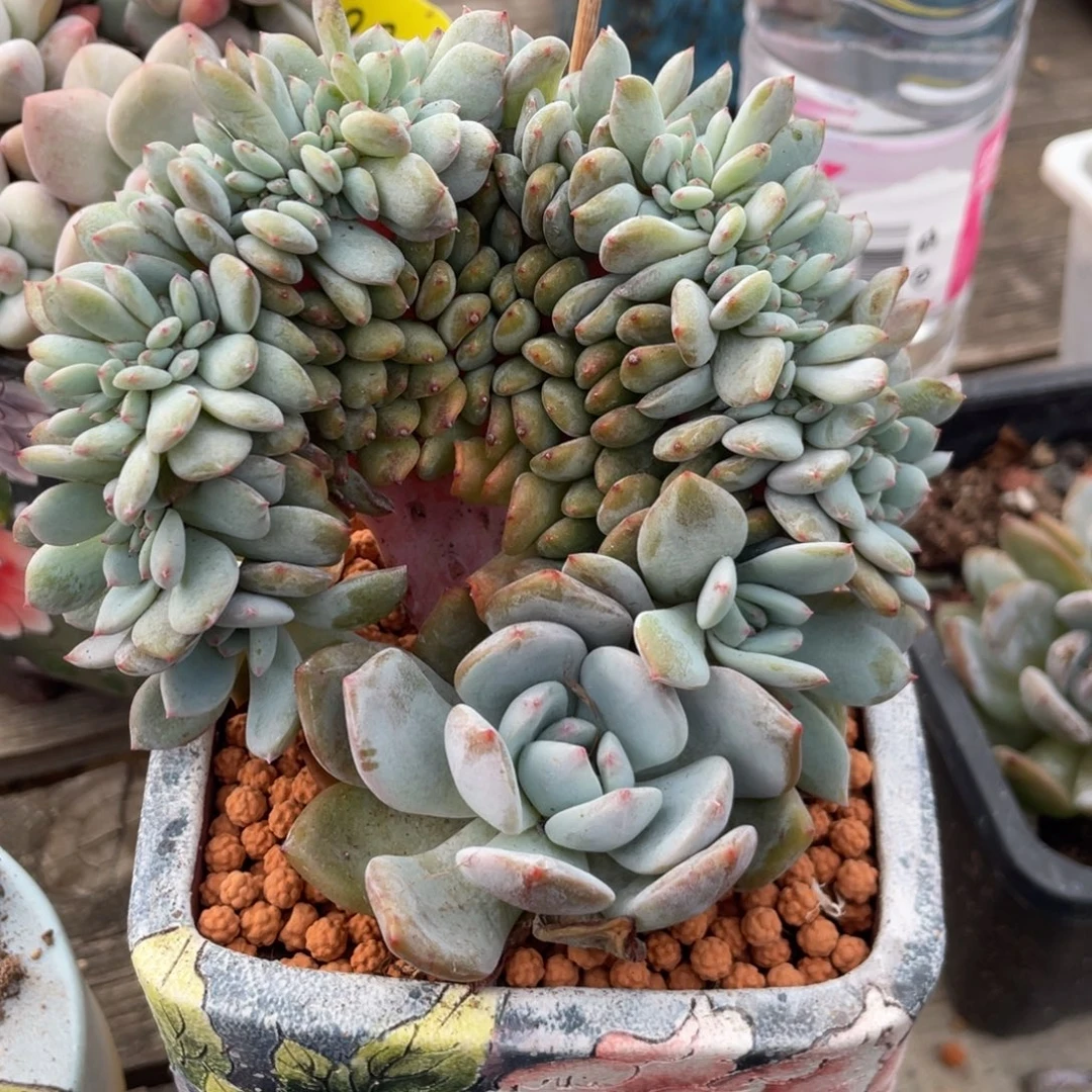 石榴子星影缀化小树